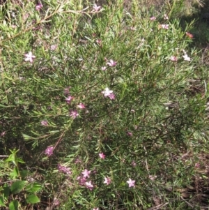 Crowea exalata subsp. exalata at Latham, ACT - 5 May 2023