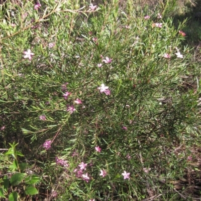 Crowea exalata subsp. exalata (Small Crowea) at Umbagong District Park - 5 May 2023 by pinnaCLE