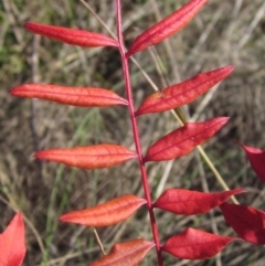 Pistacia chinensis (Chinese Pistachio) at Latham, ACT - 5 May 2023 by pinnaCLE