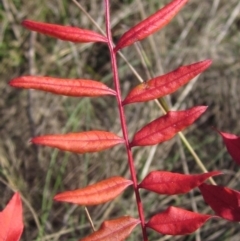 Pistacia chinensis (Chinese Pistachio) at Latham, ACT - 5 May 2023 by pinnaCLE