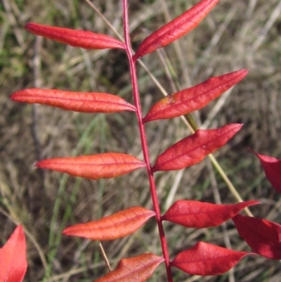 Pistacia chinensis (Chinese Pistachio) at Latham, ACT - 5 May 2023 by pinnaCLE