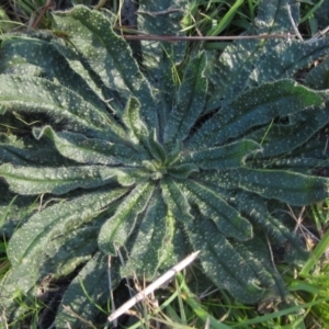 Echium vulgare at Latham, ACT - 5 May 2023 02:35 PM