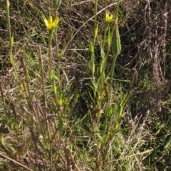 Tragopogon dubius (Goatsbeard) at Latham, ACT - 5 May 2023 by pinnaCLE