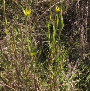 Tragopogon dubius at Latham, ACT - 5 May 2023 02:38 PM