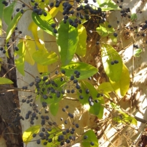 Ligustrum lucidum at Latham, ACT - 10 May 2023