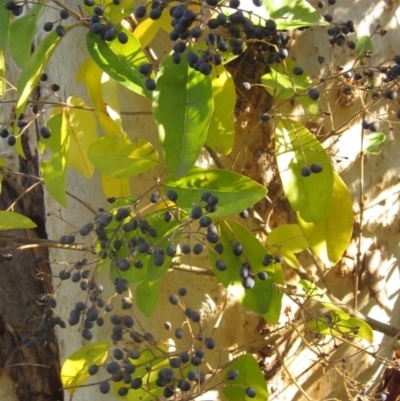 Ligustrum lucidum (Large-leaved Privet) at Latham, ACT - 10 May 2023 by pinnaCLE