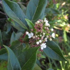 Viburnum tinus (Laurustinus) at Umbagong District Park - 10 May 2023 by pinnaCLE