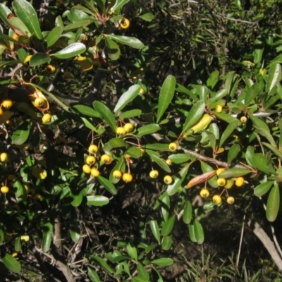 Pyracantha crenulata (Firethorn) at Umbagong District Park - 10 May 2023 by pinnaCLE