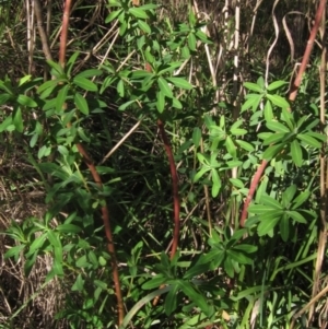 Euphorbia oblongata at Latham, ACT - 10 May 2023