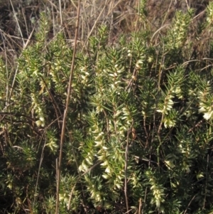 Melichrus urceolatus at Latham, ACT - 10 May 2023