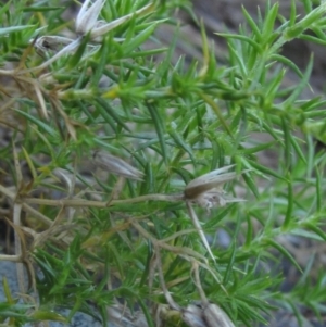 Stellaria pungens at Latham, ACT - 10 May 2023 04:15 PM