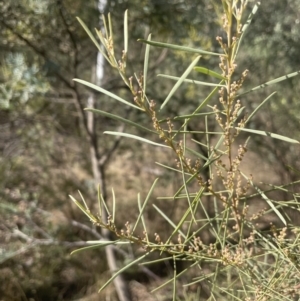 Acacia boormanii at Michelago, NSW - 15 Jun 2023