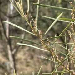 Acacia boormanii at Michelago, NSW - 15 Jun 2023 01:23 PM