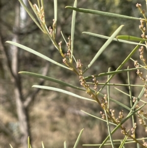 Acacia boormanii at Michelago, NSW - 15 Jun 2023 01:23 PM