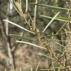 Acacia boormanii at Michelago, NSW - 15 Jun 2023