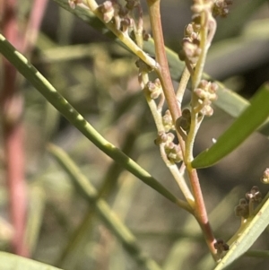 Acacia boormanii at Michelago, NSW - 15 Jun 2023
