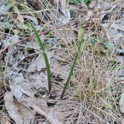 Thelymitra (Genus) (Sun Orchid) at Jerrabomberra, ACT - 16 Jun 2023 by Mike