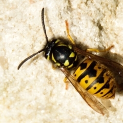 Vespula germanica (European Wasp, German Yellowjacket Wasp) at Acton, ACT - 16 Jun 2023 by Thurstan