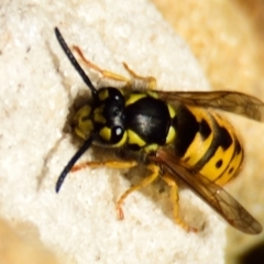 Vespula germanica at Acton, ACT - 16 Jun 2023