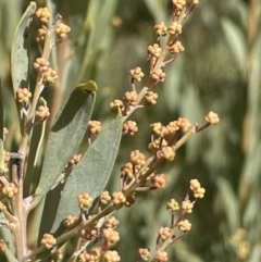 Acacia bormannii X pravissima (hybrid) (Wedge-leaved x Snowy River Wattle (Hybrid)) at Michelago, NSW - 15 Jun 2023 by JaneR