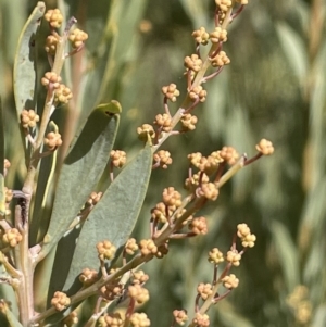 Acacia bormannii X pravissima (hybrid) at Michelago, NSW - 15 Jun 2023