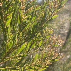 Acacia bormannii X pravissima (hybrid) at Michelago, NSW - 15 Jun 2023