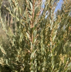 Acacia bormannii X pravissima (hybrid) at Michelago, NSW - 15 Jun 2023 01:20 PM