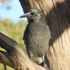 Strepera graculina (Pied Currawong) at Kambah, ACT - 16 Jun 2023 by MatthewFrawley