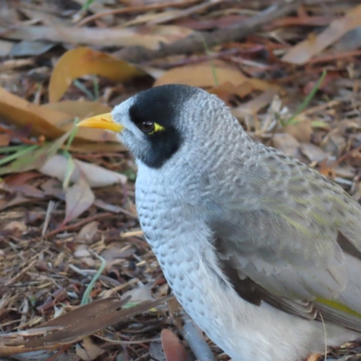 Manorina melanocephala (Noisy Miner) at Kambah, ACT - 16 Jun 2023 by MatthewFrawley