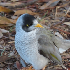 Manorina melanocephala at Kambah, ACT - 16 Jun 2023