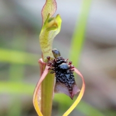 Chiloglottis diphylla (Common Wasp Orchid) at Thirlmere Lakes National Park - 15 Jun 2023 by Snowflake