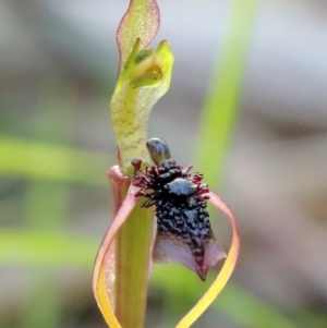 Chiloglottis diphylla at Thirlmere, NSW - suppressed