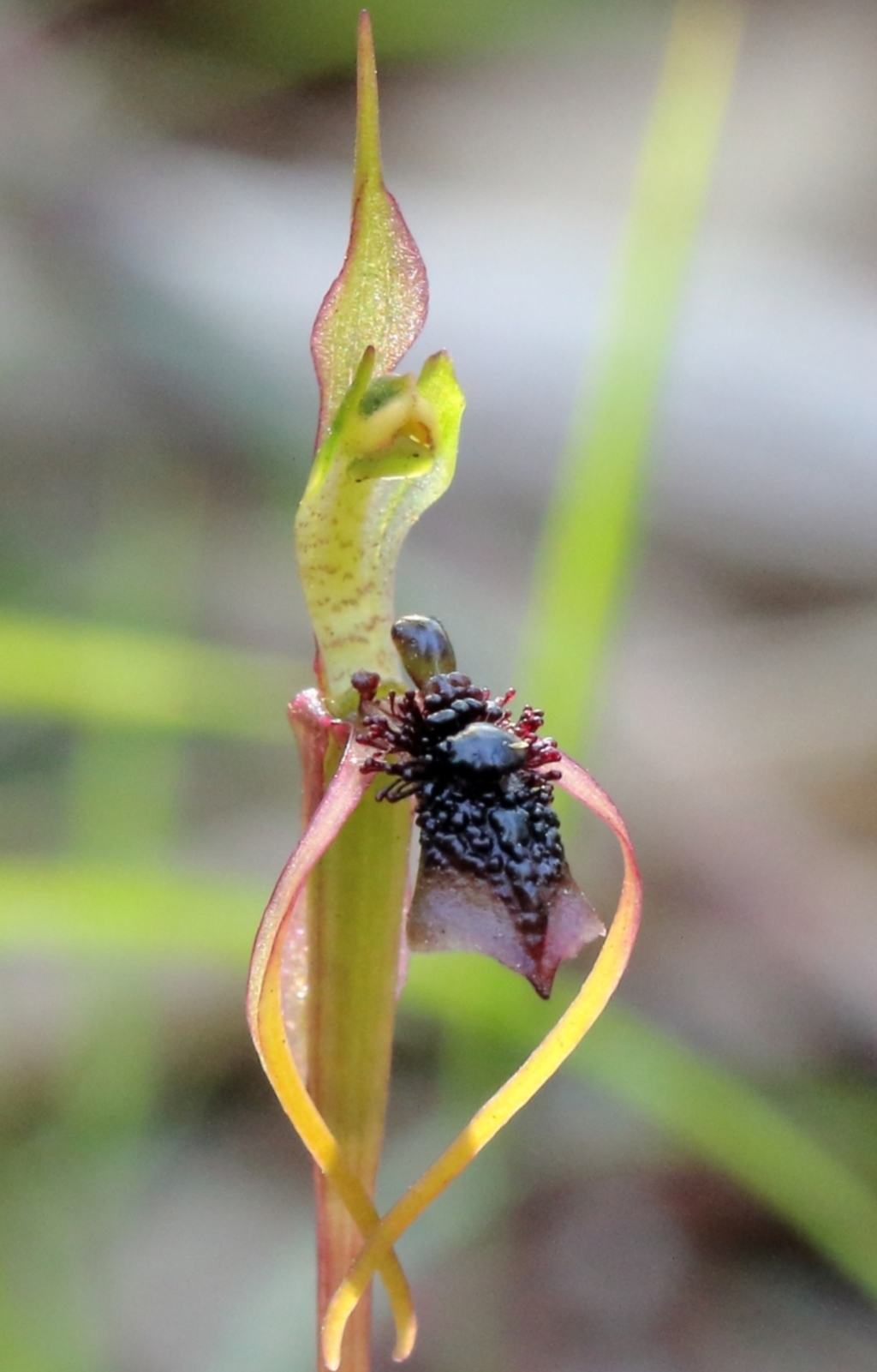 Chiloglottis diphylla at Thirlmere, NSW - 15 Jun 2023