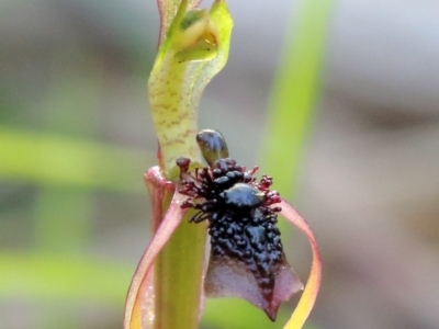 Chiloglottis diphylla (Common Wasp Orchid) at Thirlmere, NSW - 15 Jun 2023 by Snowflake