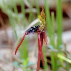 Chiloglottis diphylla at Thirlmere, NSW - 15 Jun 2023