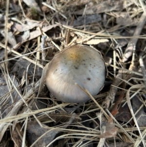 Cortinarius sp. - lilac, blue(ish), purple(ish) at QPRC LGA - 16 Jun 2023