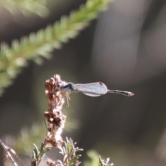 Austrolestes leda (Wandering Ringtail) at QPRC LGA - 16 Jun 2023 by LisaH