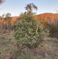 Acacia baileyana (Cootamundra Wattle, Golden Mimosa) at Mount Majura - 16 Jun 2023 by waltraud