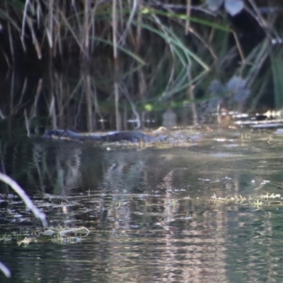 Hydromys chrysogaster (Rakali or Water Rat) at Charleys Forest, NSW - 16 Jun 2023 by LisaH