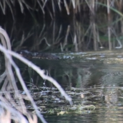 Hydromys chrysogaster at Charleys Forest, NSW - 16 Jun 2023