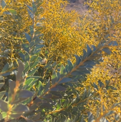 Acacia cultriformis (Knife Leaf Wattle) at Watson, ACT - 16 Jun 2023 by waltraud