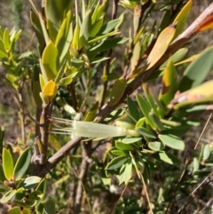 Styphelia triflora (Five-corners) at Mount Majura - 16 Jun 2023 by waltraud