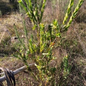 Styphelia triflora at Watson, ACT - 16 Jun 2023