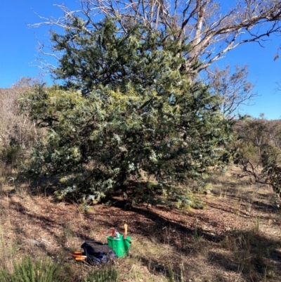 Acacia baileyana (Cootamundra Wattle, Golden Mimosa) at Watson, ACT - 16 Jun 2023 by waltraud