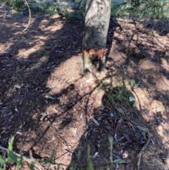 Acacia baileyana at Watson, ACT - 16 Jun 2023