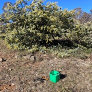 Acacia baileyana at Watson, ACT - 16 Jun 2023