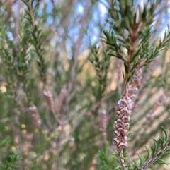 Melaleuca parvistaminea (Small-flowered Honey-myrtle) at Watson, ACT - 16 Jun 2023 by waltraud