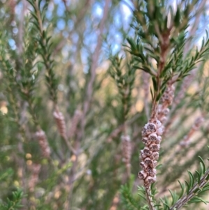 Melaleuca parvistaminea at Watson, ACT - 16 Jun 2023