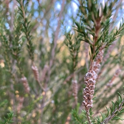 Melaleuca parvistaminea (Small-flowered Honey-myrtle) at Mount Majura - 16 Jun 2023 by waltraud