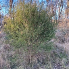 Melaleuca parvistaminea at Watson, ACT - 16 Jun 2023